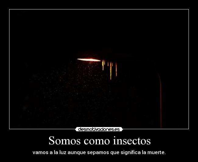 Somos como insectos -