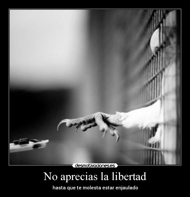 No aprecias la libertad - hasta que te molesta estar enjaulado