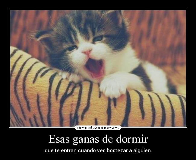 carteles dormir gatostierno bostezo dormir desmotivaciones