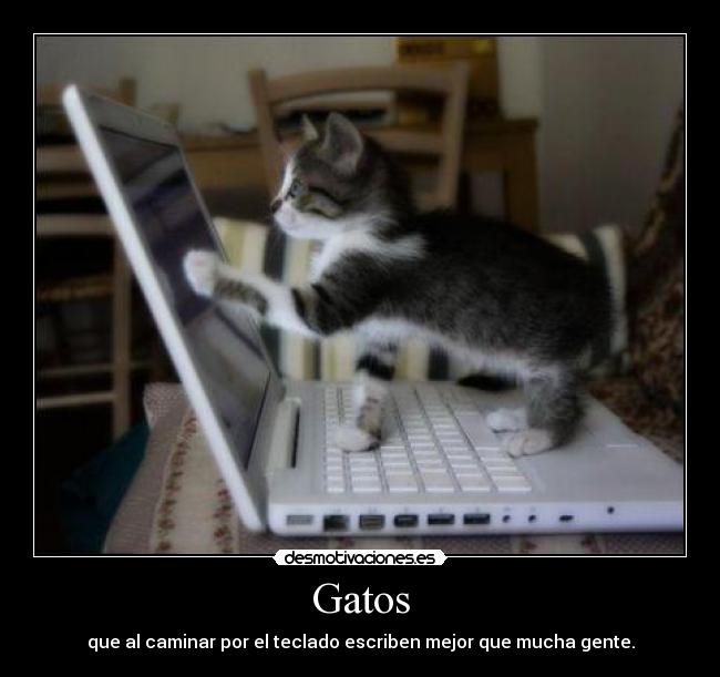 Gatos -