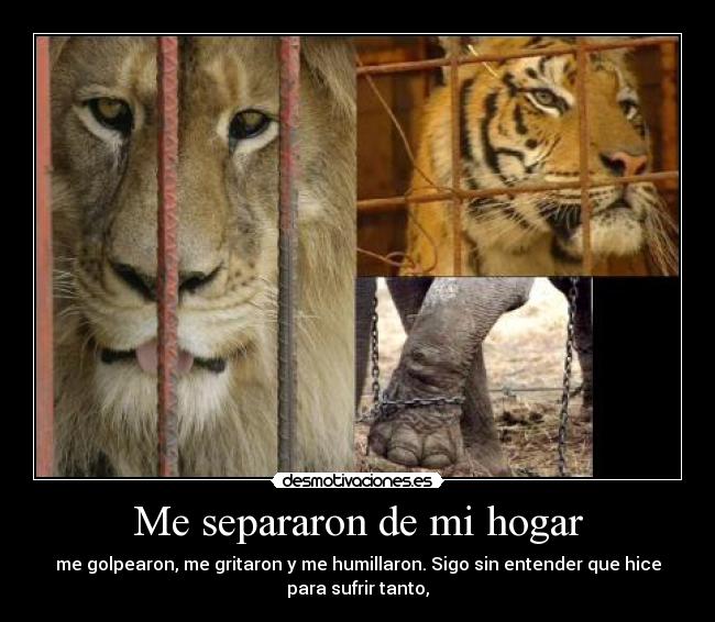 Me separaron de mi hogar - me golpearon, me gritaron y me humillaron. Sigo sin entender que hice
para sufrir tanto,