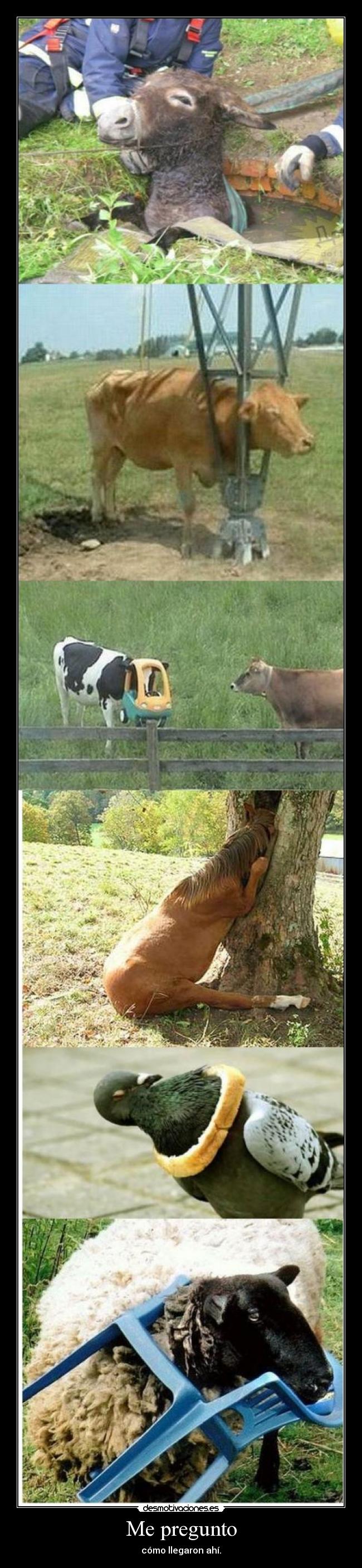 Me pregunto - cómo llegaron ahí.