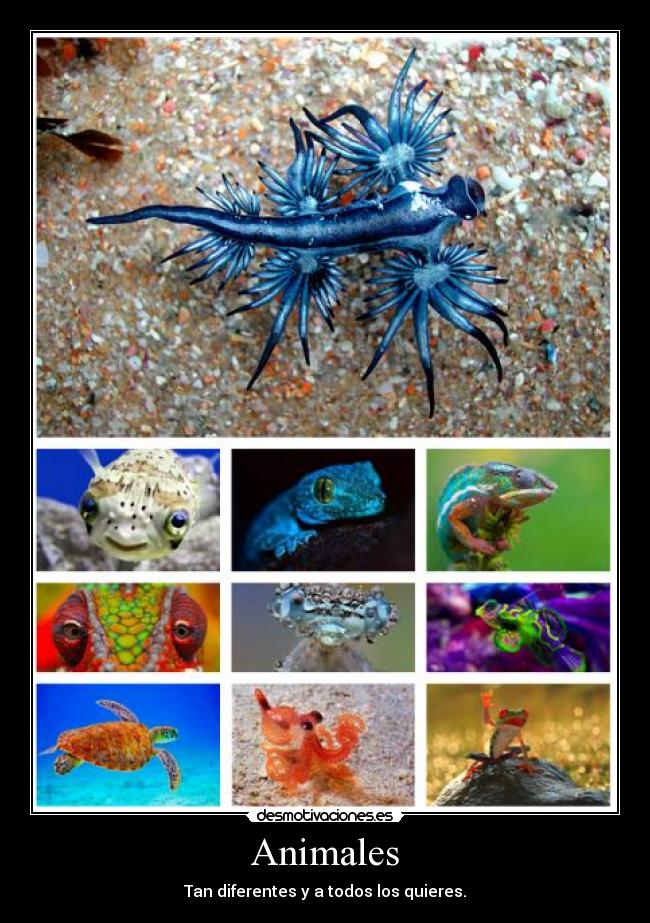 Animales - Tan diferentes y a todos los quieres.