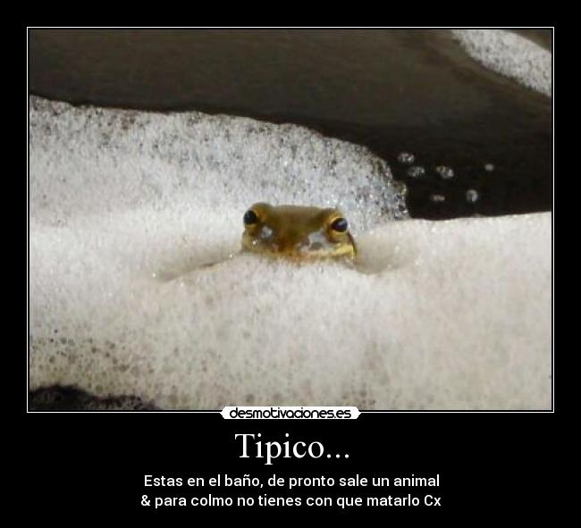 Tipico... - Estas en el baño, de pronto sale un animal
& para colmo no tienes con que matarlo Cx