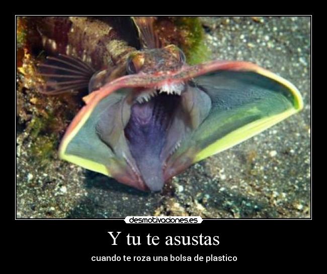 Y tu te asustas - 