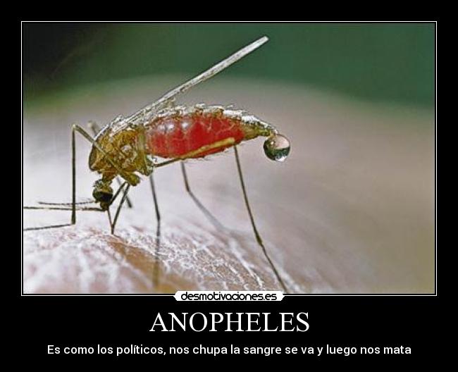carteles mosquitos malaria politicos sangre anopheles desmotivaciones