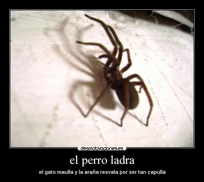el perro ladra - el gato maulla y la araña resvala por ser tan capulla