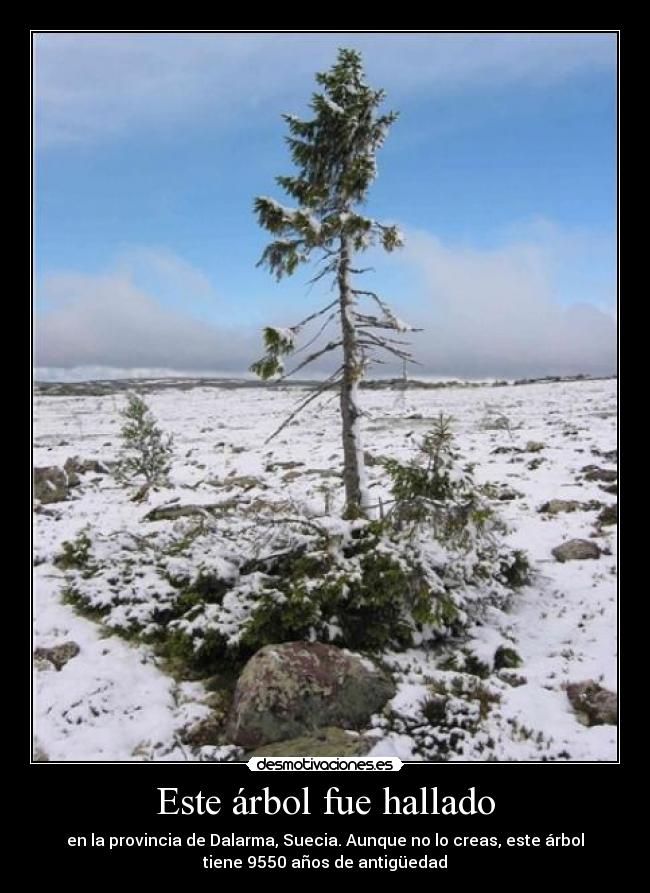 Este árbol fue hallado - en la provincia de Dalarma, Suecia. Aunque no lo creas, este árbol
tiene 9550 años de antigüedad