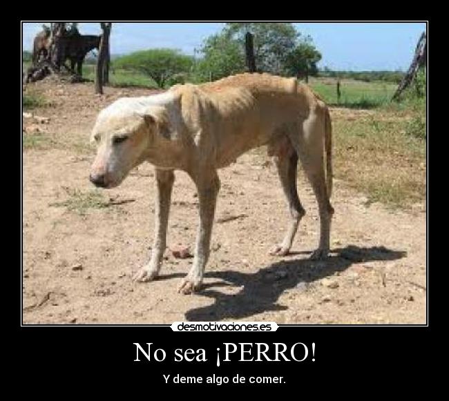 No sea ¡PERRO! - Y deme algo de comer.