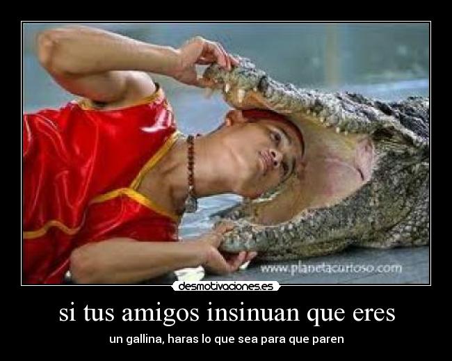 si tus amigos insinuan que eres - un gallina, haras lo que sea para que paren