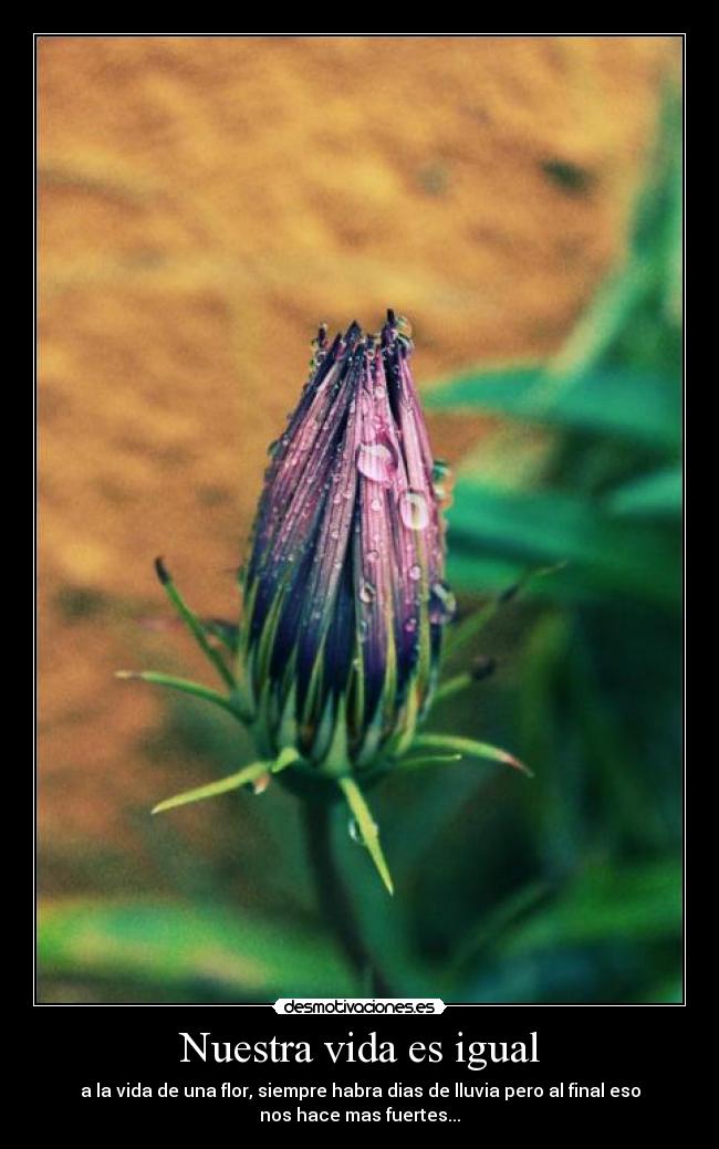 Nuestra vida es igual - a la vida de una flor, siempre habra dias de lluvia pero al final eso
nos hace mas fuertes...