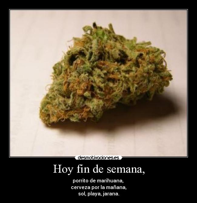 Hoy fin de semana, - porrito de marihuana, 
cerveza por la mañana,
sol, playa, jarana.