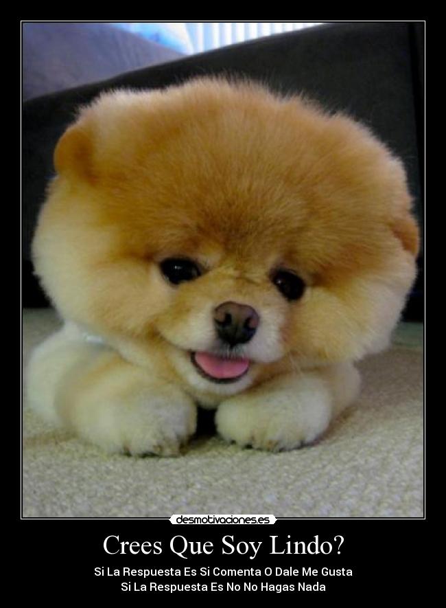 Crees Que Soy Lindo? - 