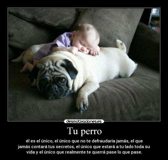 Tu perro - él es el único, el único que no te defraudaría jamás, el que
jamás contará tus secretos, el único que estará a tu lado toda su
vida y el único que realmente te querrá pase lo que pase.