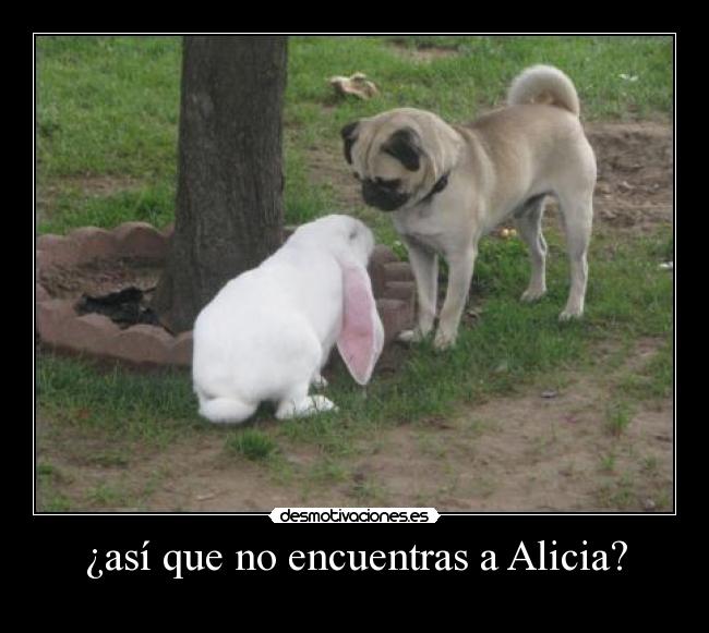 ¿así que no encuentras a Alicia? -