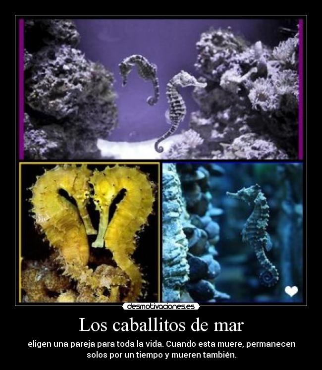 Los caballitos de mar -