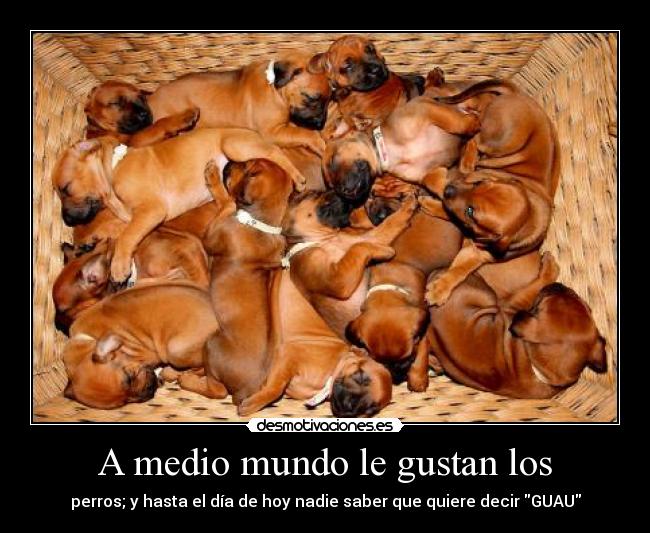 A medio mundo le gustan los -