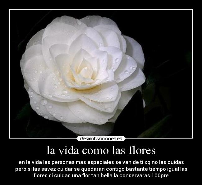 la vida como las flores - en la vida las personas mas especiales se van de ti xq no las cuidas
pero si las savez cuidar se quedaran contigo bastante tiempo igual las
flores si cuidas una flor tan bella la conservaras 100pre