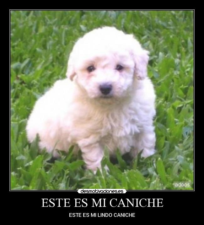 ESTE ES MI CANICHE - ESTE ES MI LINDO CANICHE