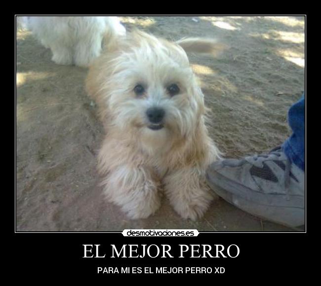 EL MEJOR PERRO - 