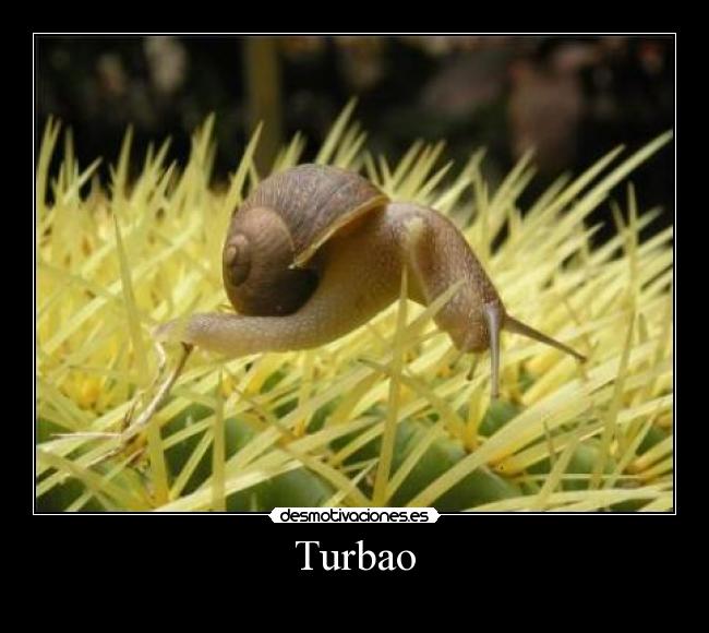 Turbao -