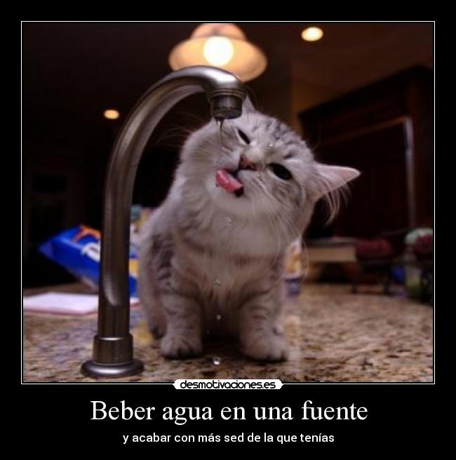 Beber agua en una fuente - 
