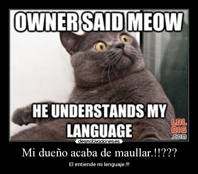 Mi dueño acaba de maullar.!!??? - El entiende mi lenguaje.!!!
