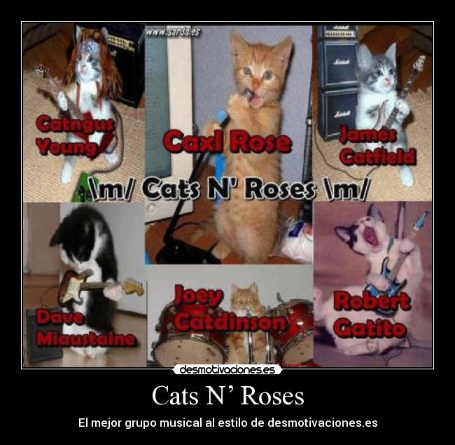 Cats N’ Roses -
