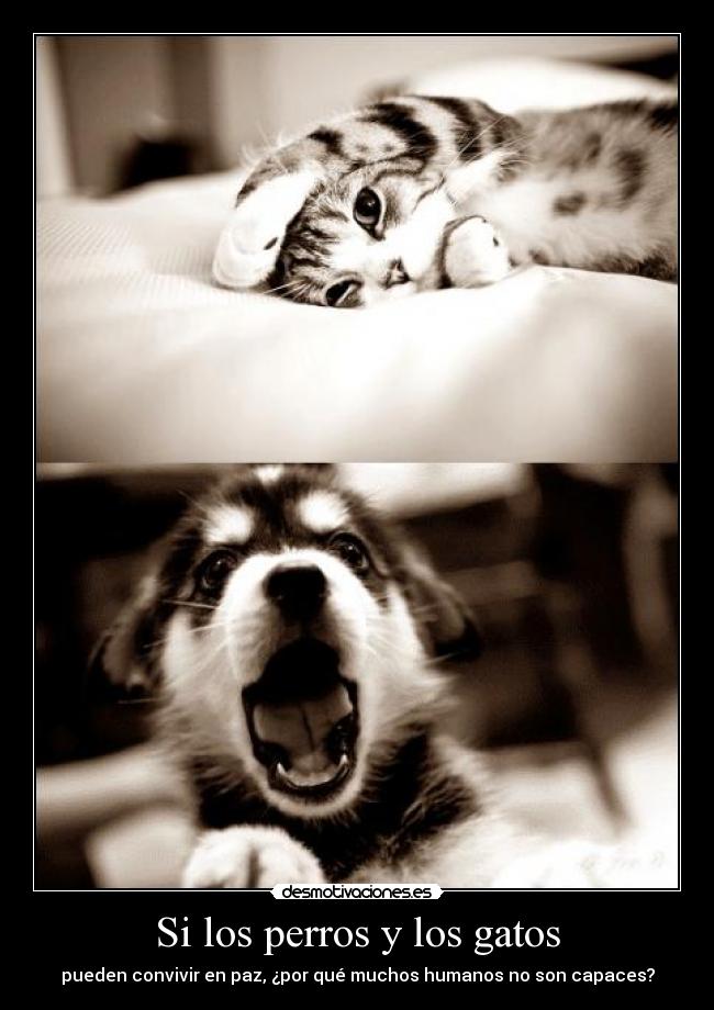 Si los perros y los gatos - 