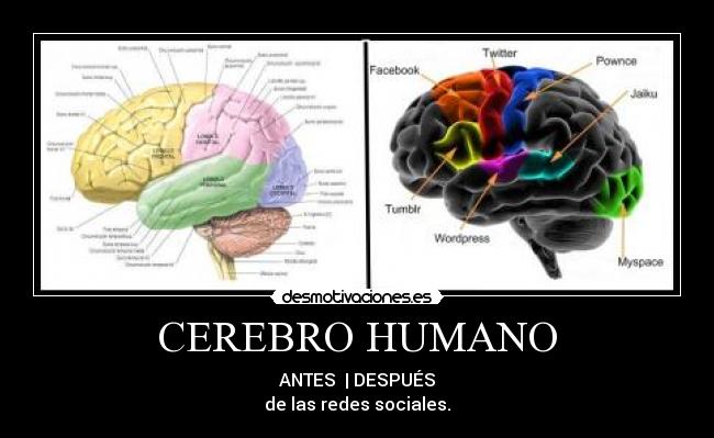 CEREBRO HUMANO - 
