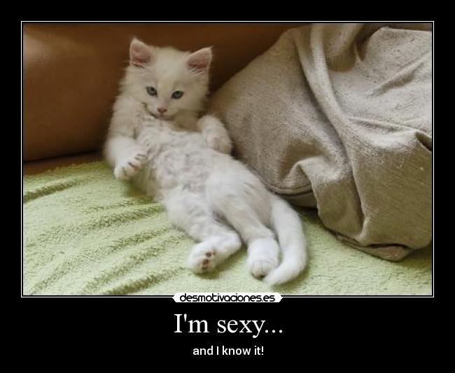 carteles kitten cat sexy sensual gatito gato blanco lindo tierno cute desmotivaciones