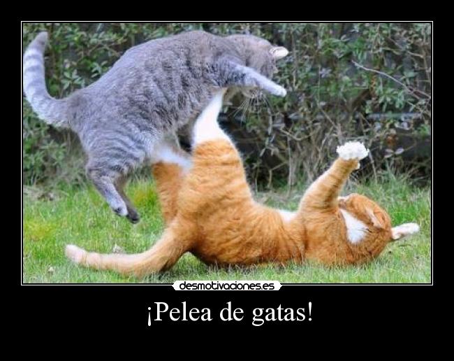 ¡Pelea de gatas! - 