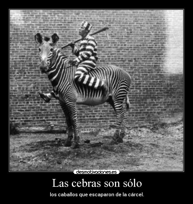 Las cebras son sólo -