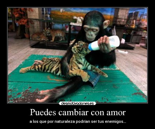 Puedes cambiar con amor - a los que por naturaleza podrían ser tus enemigos...