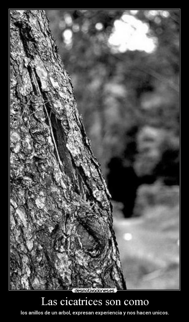 Las cicatrices son como -