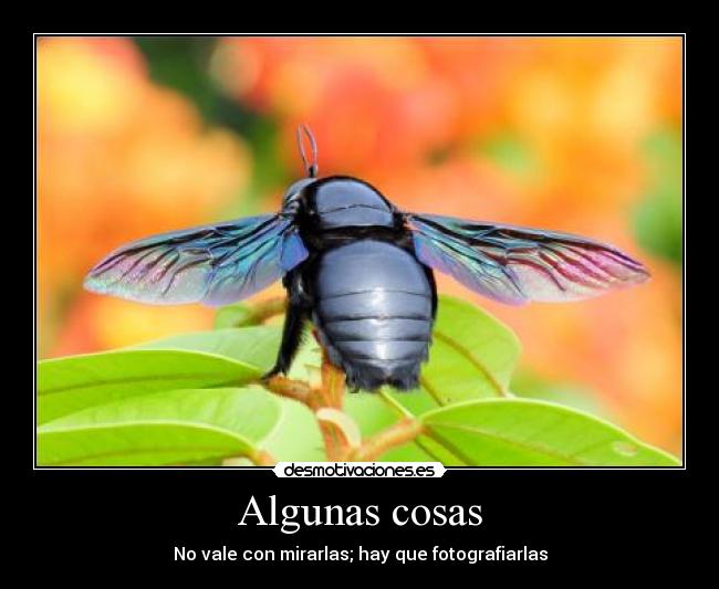 Algunas cosas - 