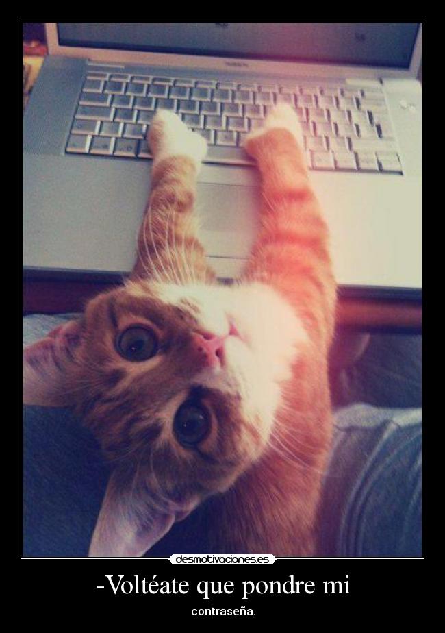 -Voltéate que pondre mi - 