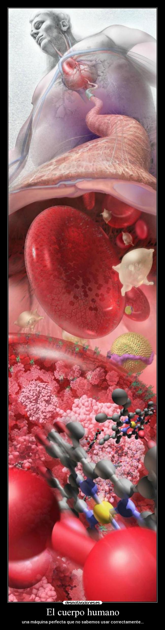 El cuerpo humano - una máquina perfecta que no sabemos usar correctamente...