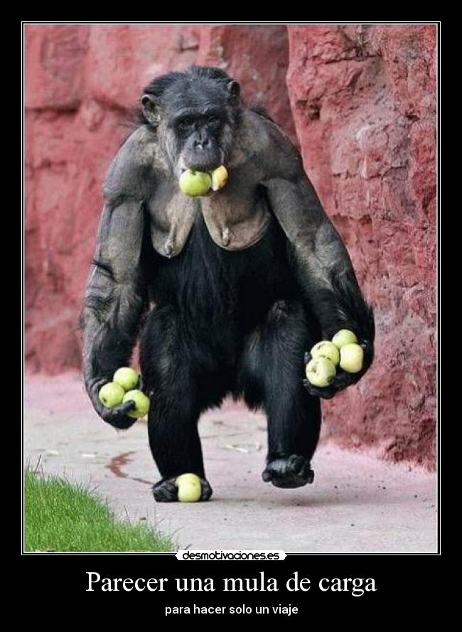 Parecer una mula de carga - 
