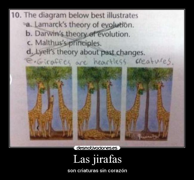 Las jirafas -