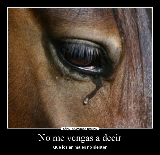 No me vengas a decir - Que los animales no sienten