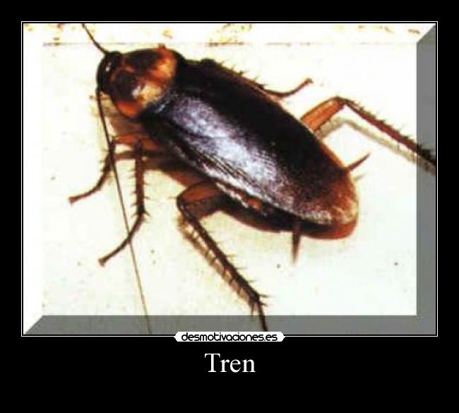 Tren -