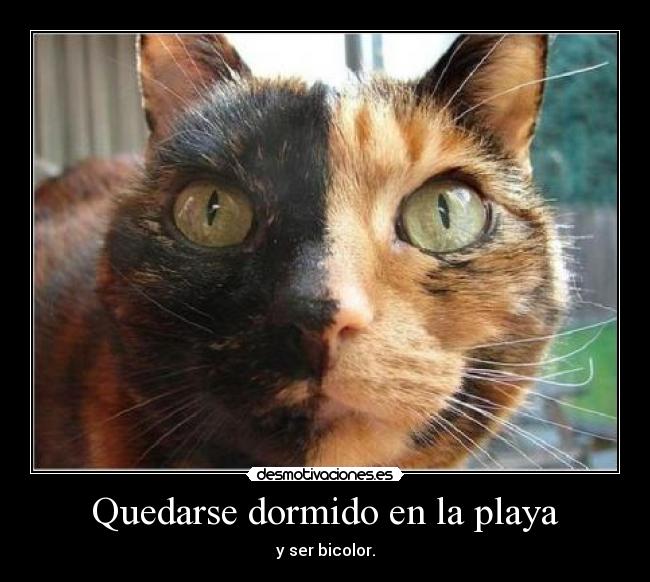 carteles jjaext lindo gatito desmotivaciones