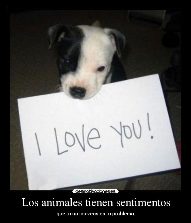 Los animales tienen sentimentos - que tu no los veas es tu problema.