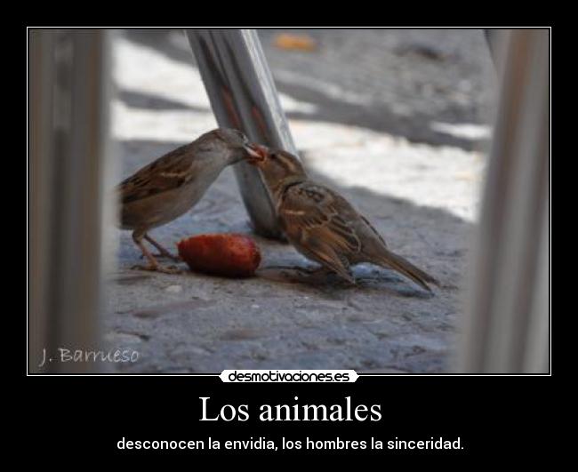 Los animales -