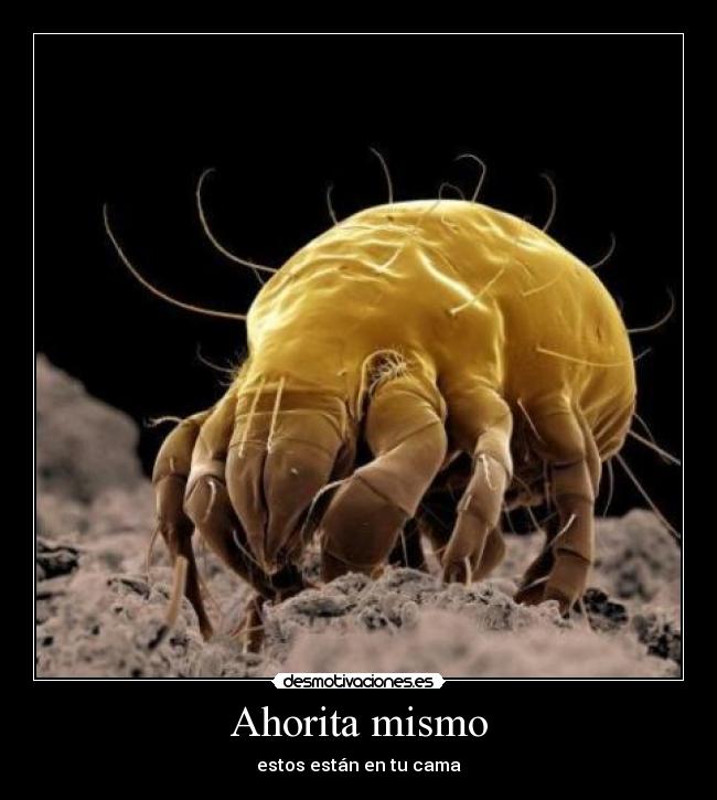 Ahorita mismo - estos están en tu cama