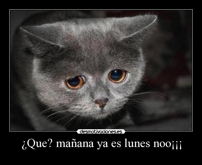 ¿Que? mañana ya es lunes noo¡¡¡ - 