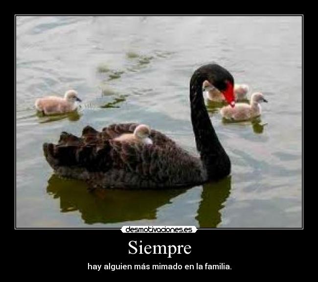 Siempre - 