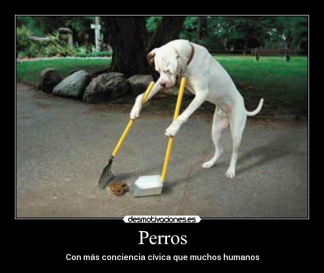 carteles perros con mas conciencia civica que muchos humanos desmotivaciones