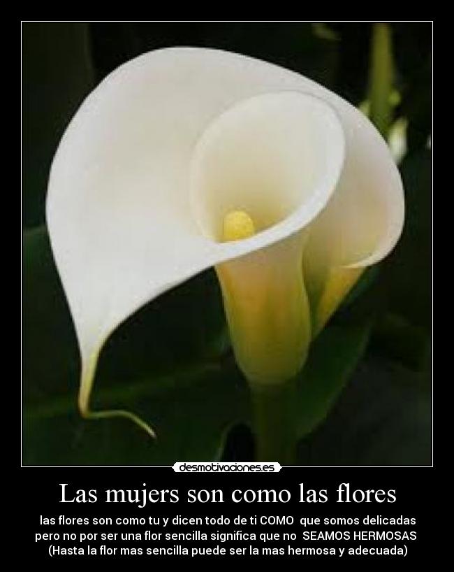 Las mujers son como las flores - las flores son como tu y dicen todo de ti COMO que somos delicadas
pero no por ser una flor sencilla significa que no SEAMOS HERMOSAS
(Hasta la flor mas sencilla puede ser la mas hermosa y adecuada)